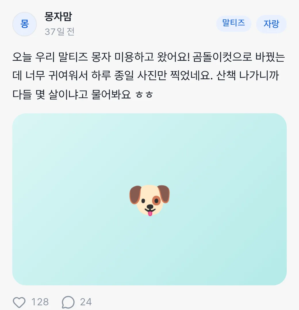 커뮤니티 글 — 말티즈 미용 자랑 글에 좋아요 128개, 댓글 24개가 달린 실제 화면